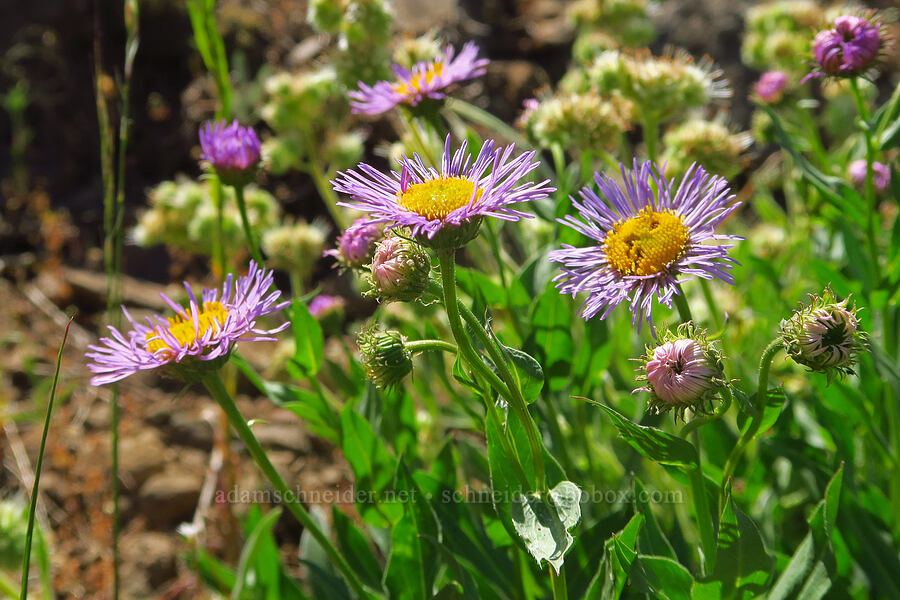 showy fleabane (Erigeron speciosus) [Forest Road 3530, Okanogan-Wenatchee National Forest, Kittitas County, Washington]