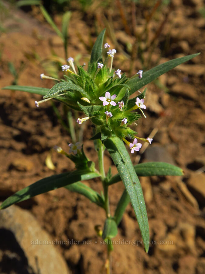 narrow-leaf collomia (Collomia linearis) [Forest Road 3530, Okanogan-Wenatchee National Forest, Kittitas County, Washington]