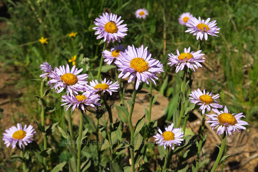 subalpine fleabane (Erigeron glacialis var. glacialis) [Forest Road 35, Okanogan-Wenatchee National Forest, Kittitas County, Washington]