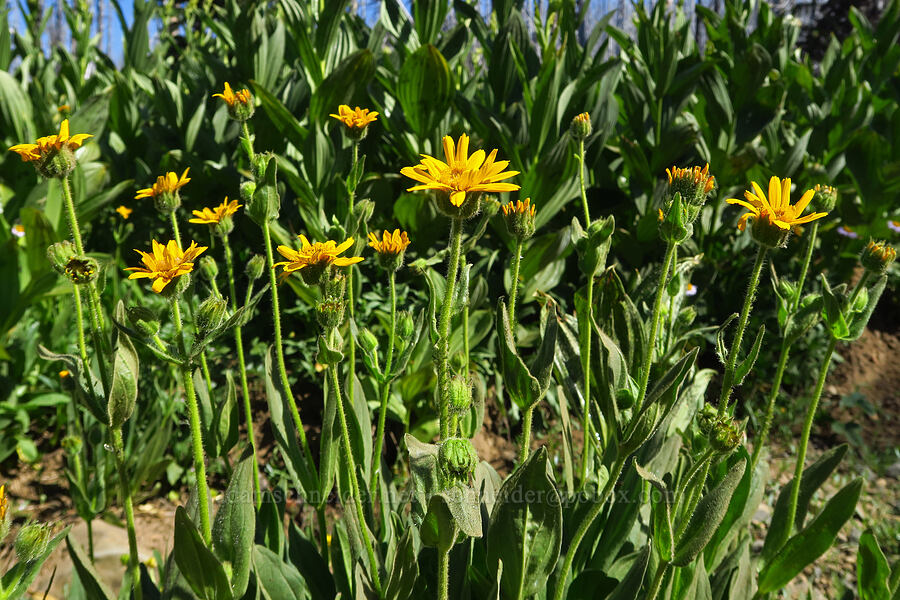 arnica (Arnica sp.) [Forest Road 35, Okanogan-Wenatchee National Forest, Kittitas County, Washington]