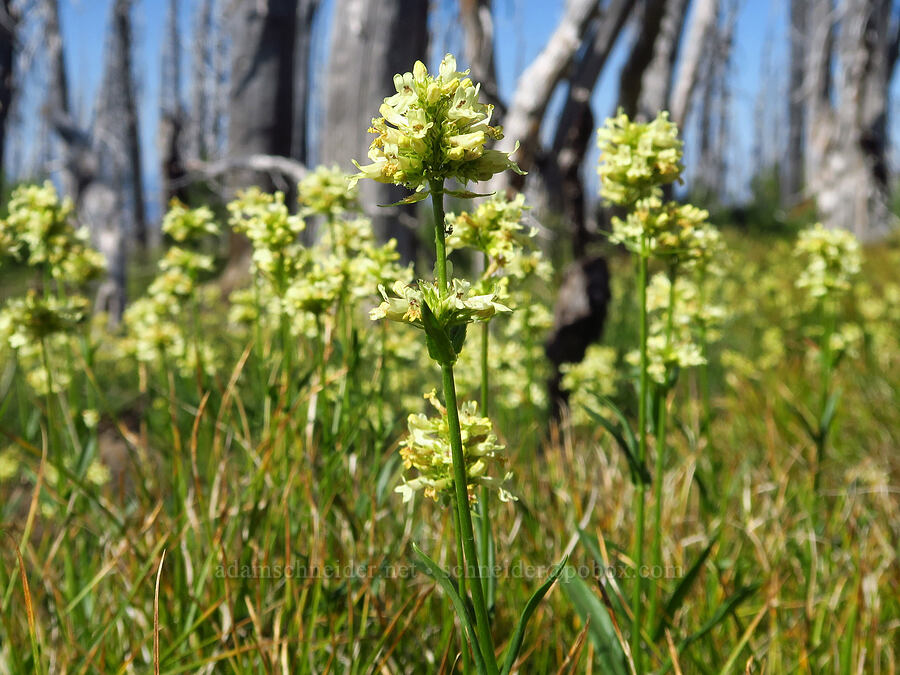 yellow penstemon (Penstemon confertus) [Table Mountain, Okanogan-Wenatchee National Forest, Kittitas County, Washington]