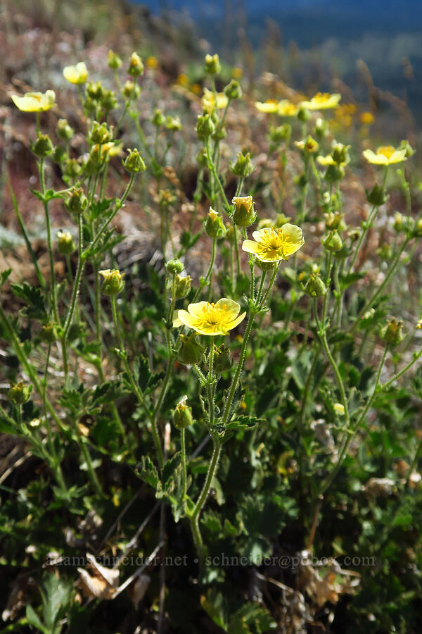 sticky cinquefoil (which?) (Drymocallis sp. (Potentilla glandulosa)) [Table Mountain, Okanogan-Wenatchee National Forest, Kittitas County, Washington]