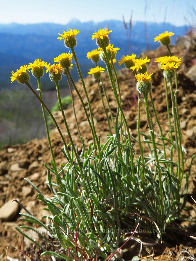 desert yellow daisies/fleabane (Erigeron linearis) [Table Mountain, Okanogan-Wenatchee National Forest, Kittitas County, Washington]