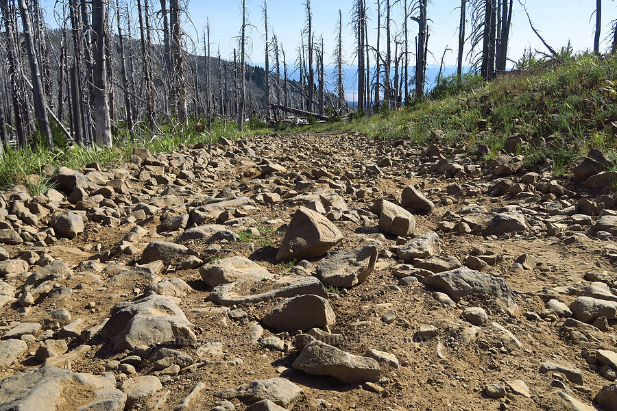 terrible road [Table Mountain, Okanogan-Wenatchee National Forest, Kittitas County, Washington]