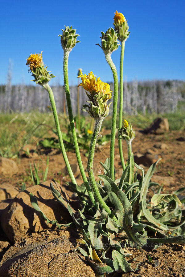 pale agoseris (Agoseris glauca var. dasycephala) [Table Mountain, Okanogan-Wenatchee National Forest, Kittitas County, Washington]