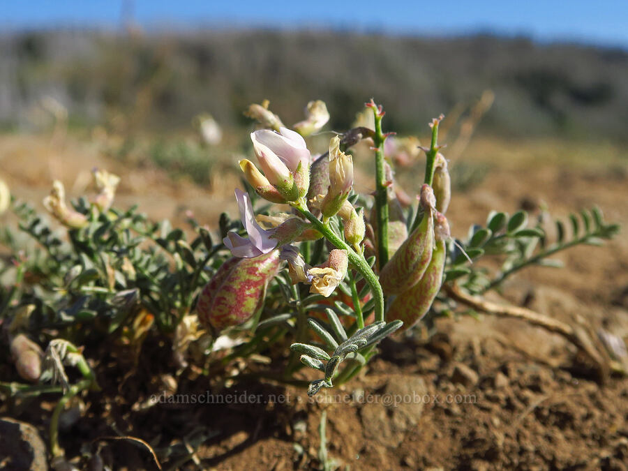 balloon-pod milk-vetch (Astragalus whitneyi var. sonneanus) [Table Mountain, Okanogan-Wenatchee National Forest, Kittitas County, Washington]