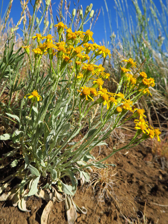 woolly groundsel (Packera cana (Senecio canus)) [Table Mountain, Okanogan-Wenatchee National Forest, Kittitas County, Washington]