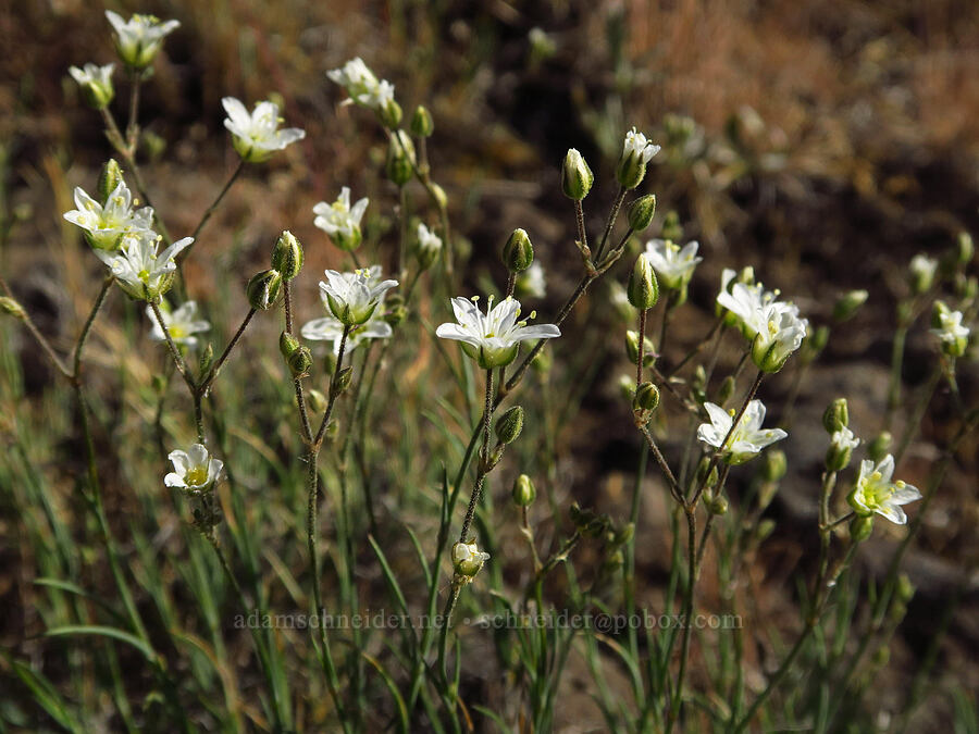 slender mountain sandwort (Eremogone capillaris (Arenaria capillaris)) [Table Mountain, Okanogan-Wenatchee National Forest, Kittitas County, Washington]