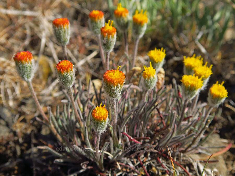 scabland fleabane (Erigeron bloomeri var. bloomeri) [Table Mountain, Okanogan-Wenatchee National Forest, Kittitas County, Washington]