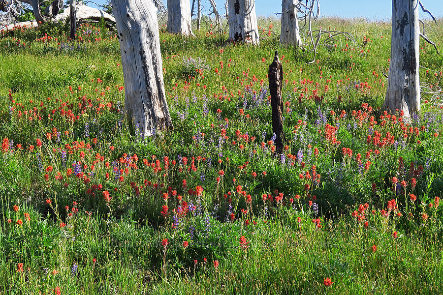 Wenatchee paintbrush & lupine (Castilleja elmeri, Lupinus sp.) [Table Mountain, Okanogan-Wenatchee National Forest, Kittitas County, Washington]