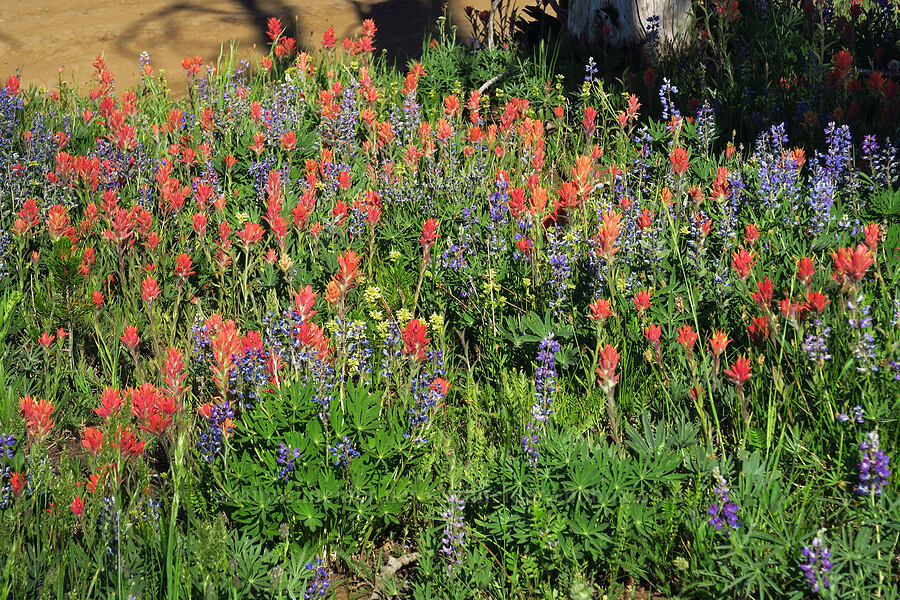 wildflowers (Castilleja elmeri, Lupinus sp., Penstemon confertus) [Table Mountain, Okanogan-Wenatchee National Forest, Kittitas County, Washington]