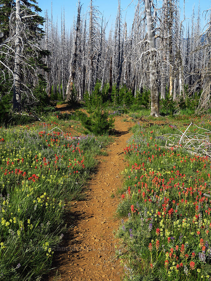 wildflowers [Owl Creek Trail, Okanogan-Wenatchee National Forest, Kittitas County, Washington]