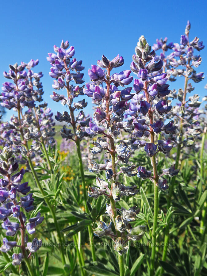 spurred lupine (Lupinus arbustus) [Table Mountain, Okanogan-Wenatchee National Forest, Kittitas County, Washington]