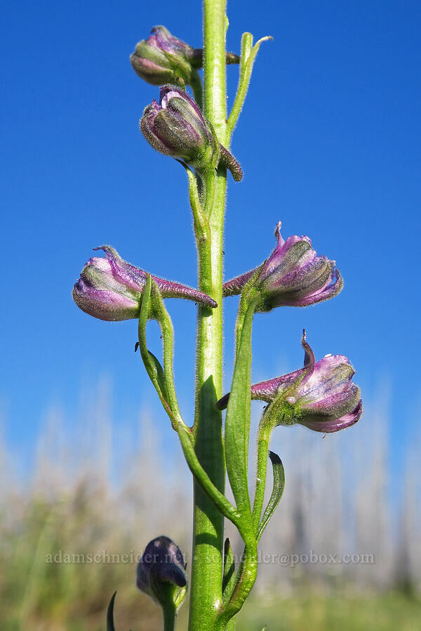 Sierra larkspur, budding (Delphinium glaucum) [Table Mountain, Okanogan-Wenatchee National Forest, Kittitas County, Washington]