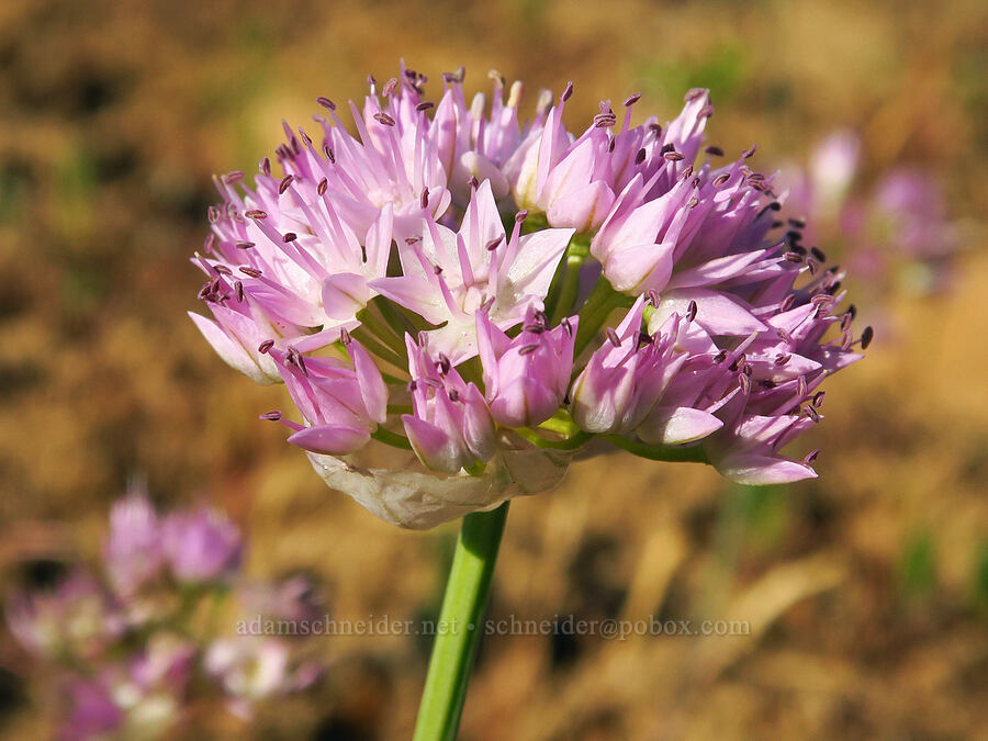 Nevius' onion (Allium nevii (Allium douglasii var. nevii)) [Table Mountain, Okanogan-Wenatchee National Forest, Kittitas County, Washington]