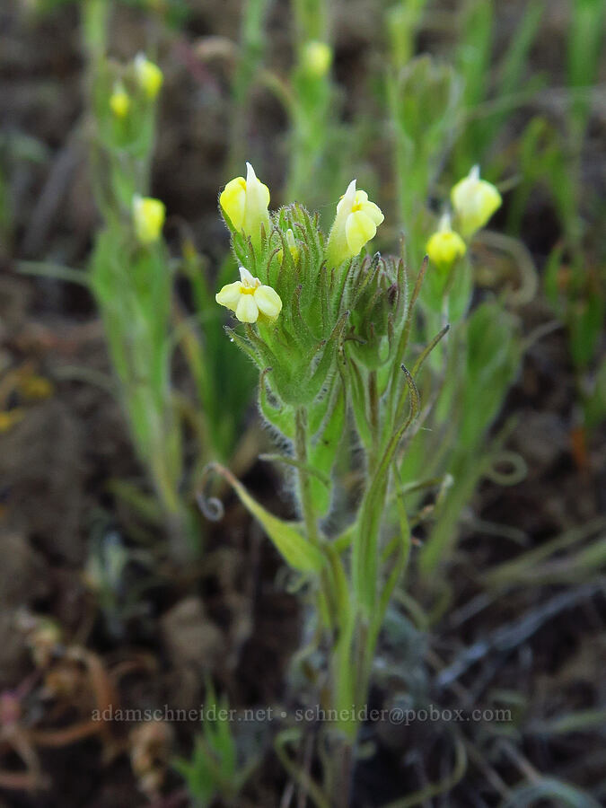 hairy paintbrush (Castilleja tenuis (Orthocarpus hispidus)) [Table Mountain, Okanogan-Wenatchee National Forest, Kittitas County, Washington]