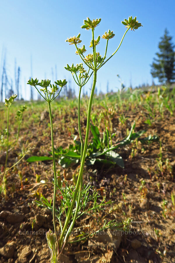 Knoke's desert parsley, going to seed (Lomatium knokei) [Table Mountain, Okanogan-Wenatchee National Forest, Kittitas County, Washington]