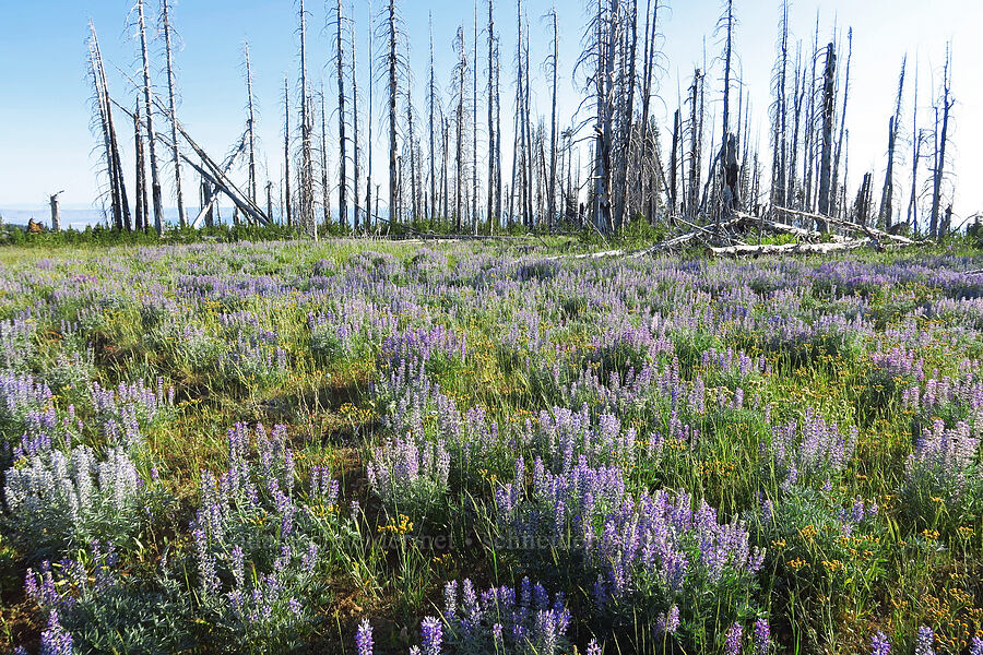 wildflowers [Table Mountain, Okanogan-Wenatchee National Forest, Kittitas County, Washington]