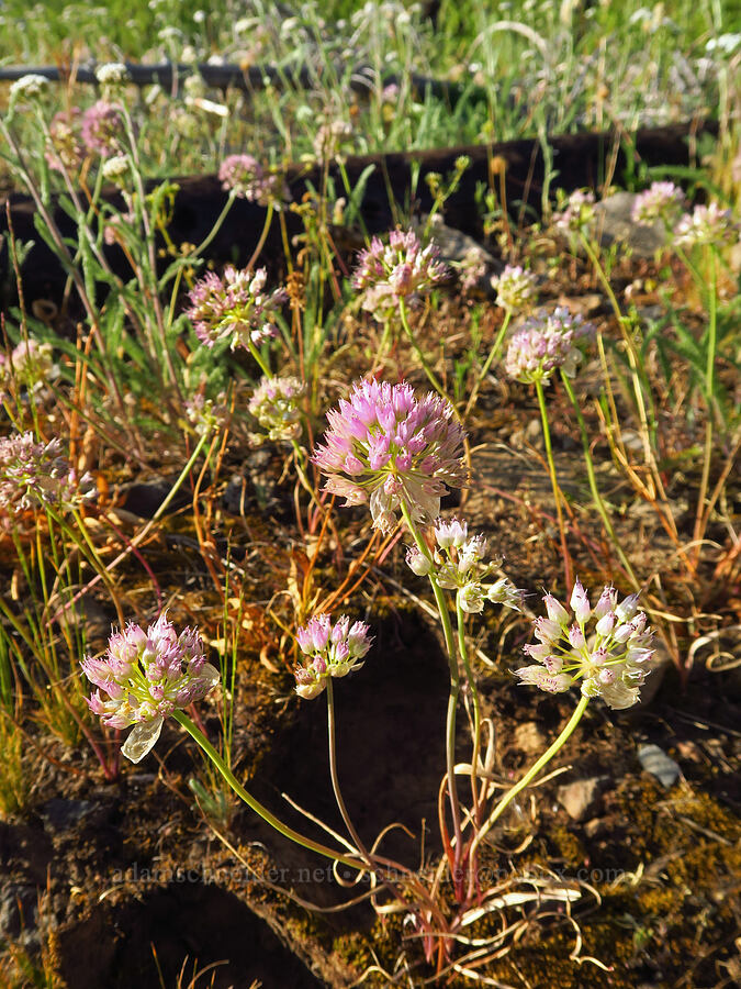 Nevius' onion (Allium nevii (Allium douglasii var. nevii)) [Table Mountain, Okanogan-Wenatchee National Forest, Kittitas County, Washington]