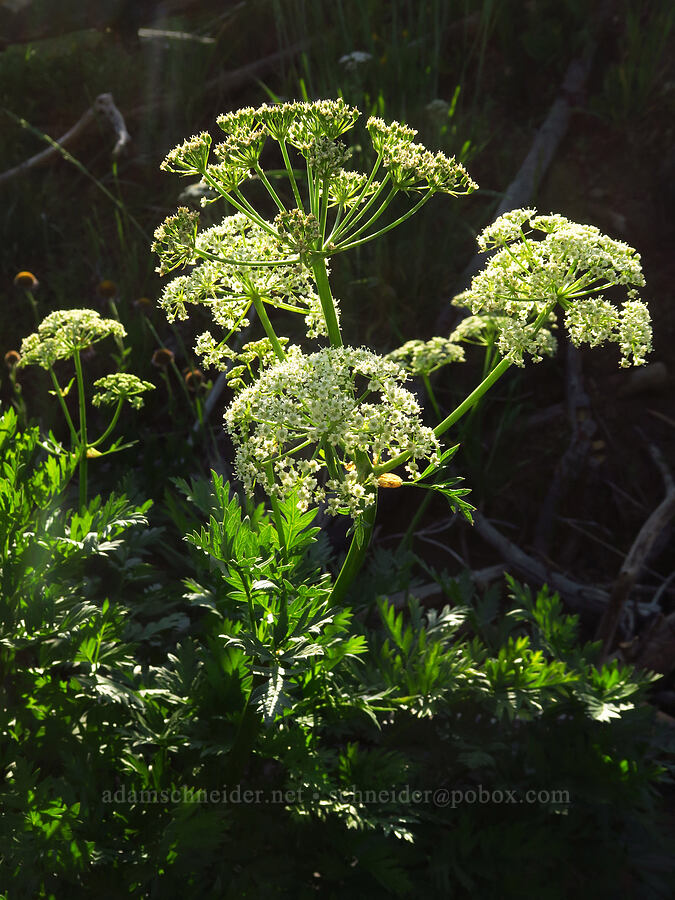 Gray's lovage (Ligusticum grayi) [Table Mountain, Okanogan-Wenatchee National Forest, Kittitas County, Washington]