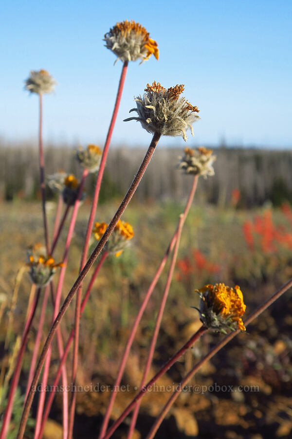 Hooker's balsamroot, going to seed (Balsamorhiza hookeri) [Table Mountain, Okanogan-Wenatchee National Forest, Kittitas County, Washington]