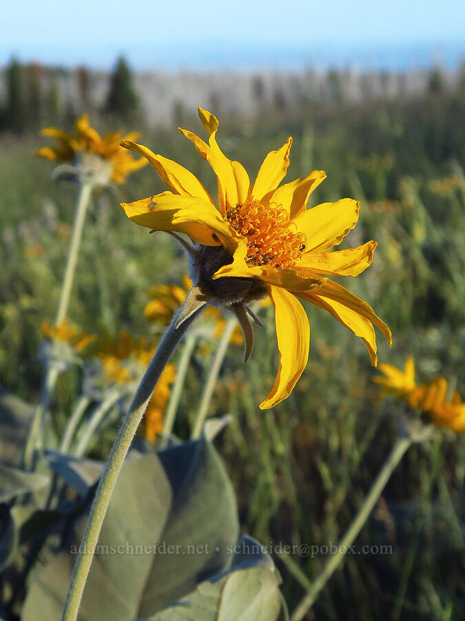 arrow-leaf balsamroot (Balsamorhiza sagittata) [Table Mountain, Okanogan-Wenatchee National Forest, Kittitas County, Washington]