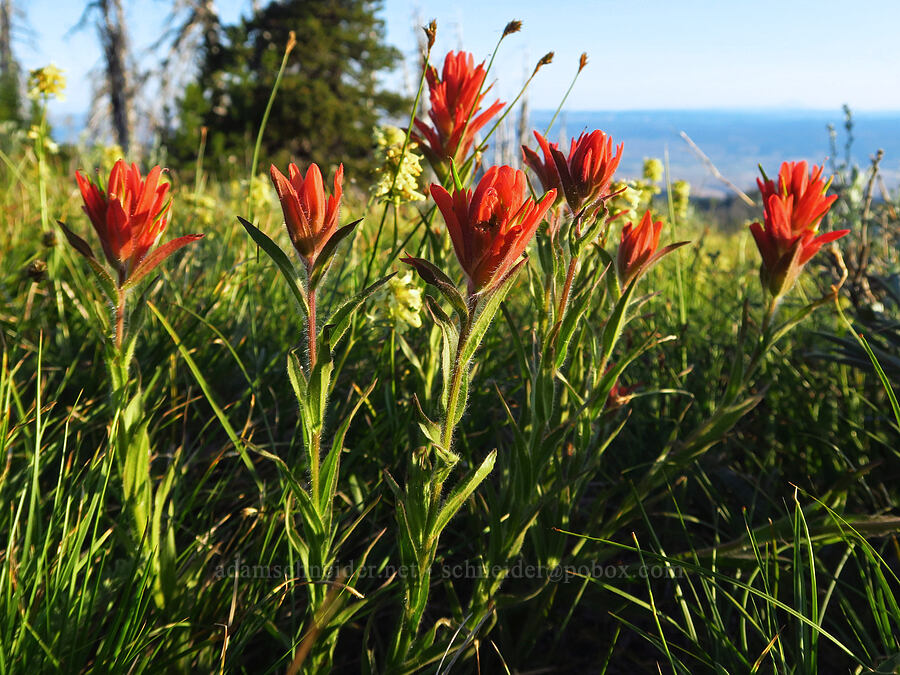 red Wenatchee paintbrush (Castilleja elmeri) [Lion Rock, Okanogan-Wenatchee National Forest, Kittitas County, Washington]