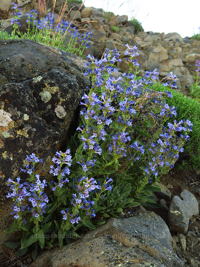 Chelan penstemon (Penstemon pruinosus) [Lion Rock, Okanogan-Wenatchee National Forest, Kittitas County, Washington]