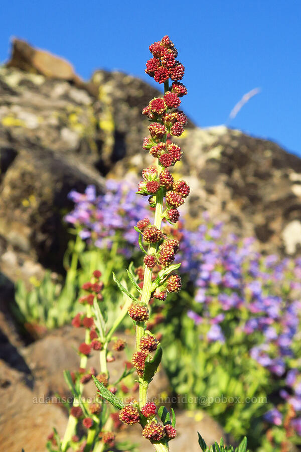 lemon sagewort (Artemisia michauxiana) [Lion Rock, Okanogan-Wenatchee National Forest, Kittitas County, Washington]