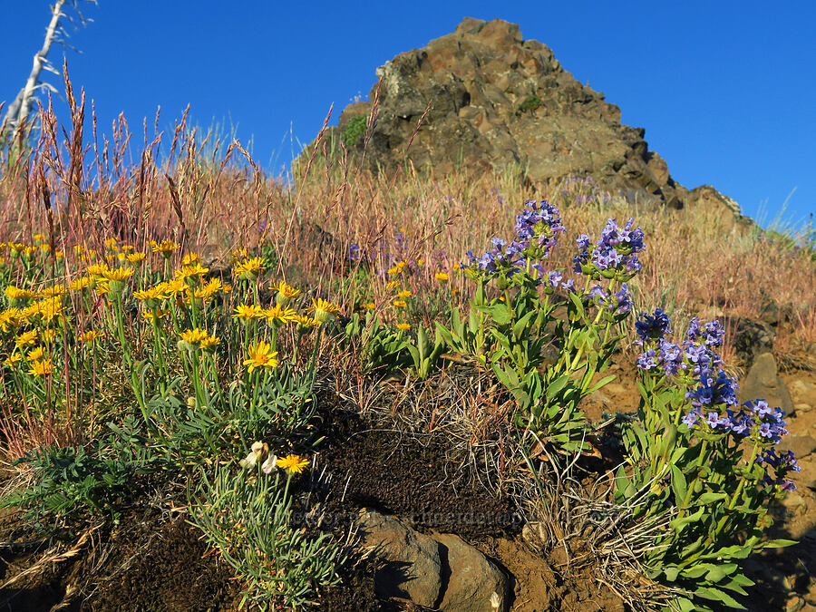 desert yellow fleabane & Chelan penstemon (Erigeron linearis, Penstemon pruinosus) [Lion Rock, Okanogan-Wenatchee National Forest, Kittitas County, Washington]