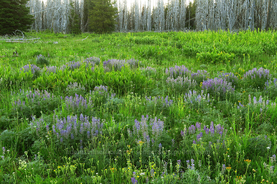 wildflowers (Lupinus sp., Valeriana sitchensis, Senecio sp., Potentilla sp., Veratrum californicum) [Lion Rock Springs, Okanogan-Wenatchee National Forest, Kittitas County, Washington]