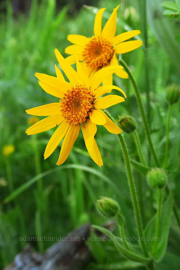 arnica (Arnica sp.) [Lion Rock Springs, Okanogan-Wenatchee National Forest, Kittitas County, Washington]