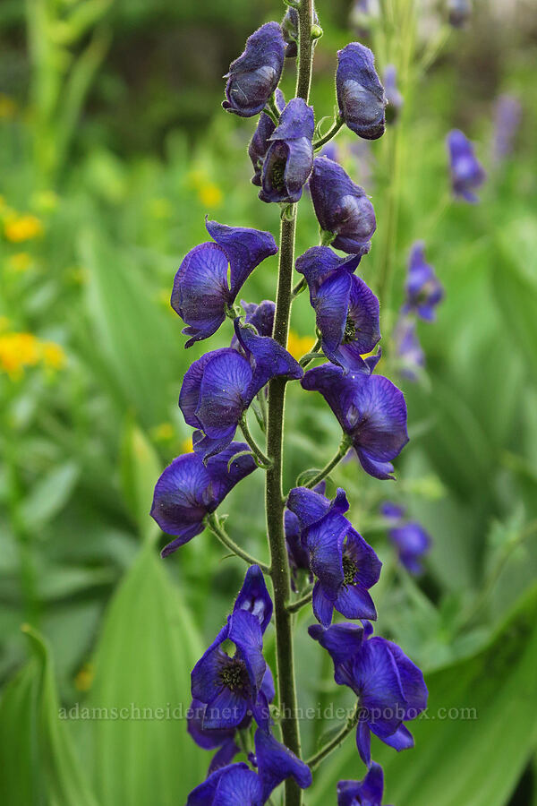 monkshood (Aconitum columbianum) [Lion Rock Springs, Okanogan-Wenatchee National Forest, Kittitas County, Washington]