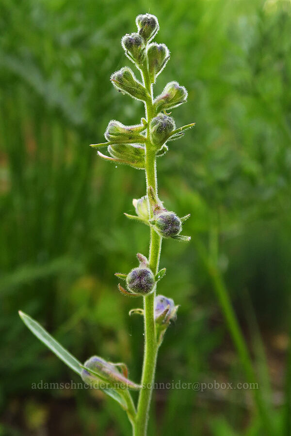 Kittitas larkspur, budding (Delphinium multiplex) [Lion Rock Springs, Okanogan-Wenatchee National Forest, Kittitas County, Washington]