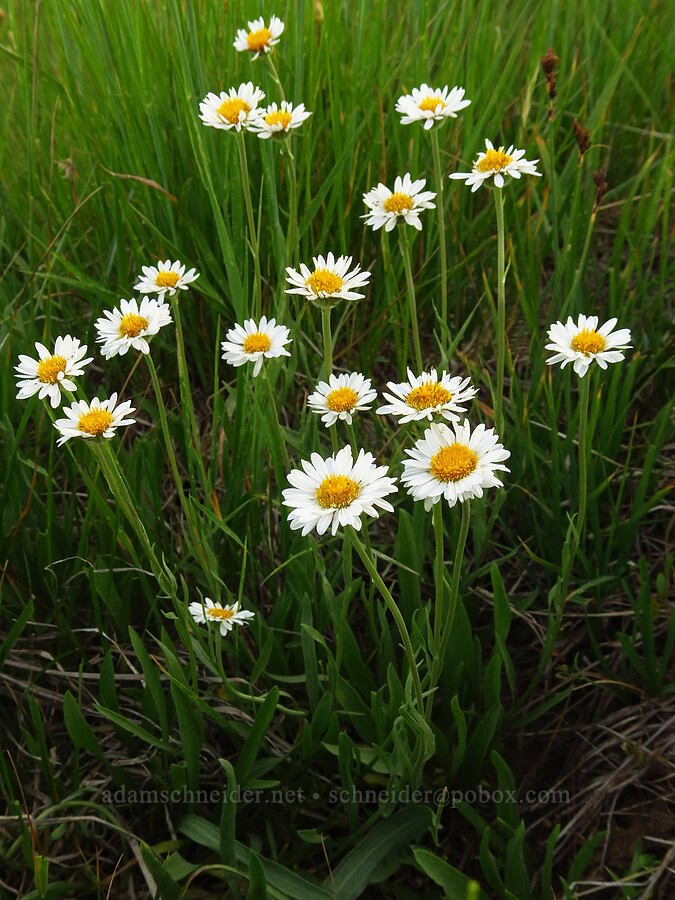 Eaton's shaggy fleabane (Erigeron eatonii var. villosus) [Table Mountain, Okanogan-Wenatchee National Forest, Kittitas County, Washington]