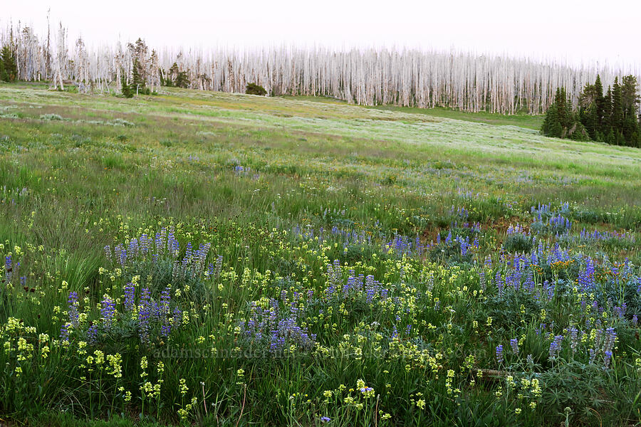 wildflowers [Table Mountain, Okanogan-Wenatchee National Forest, Kittitas County, Washington]