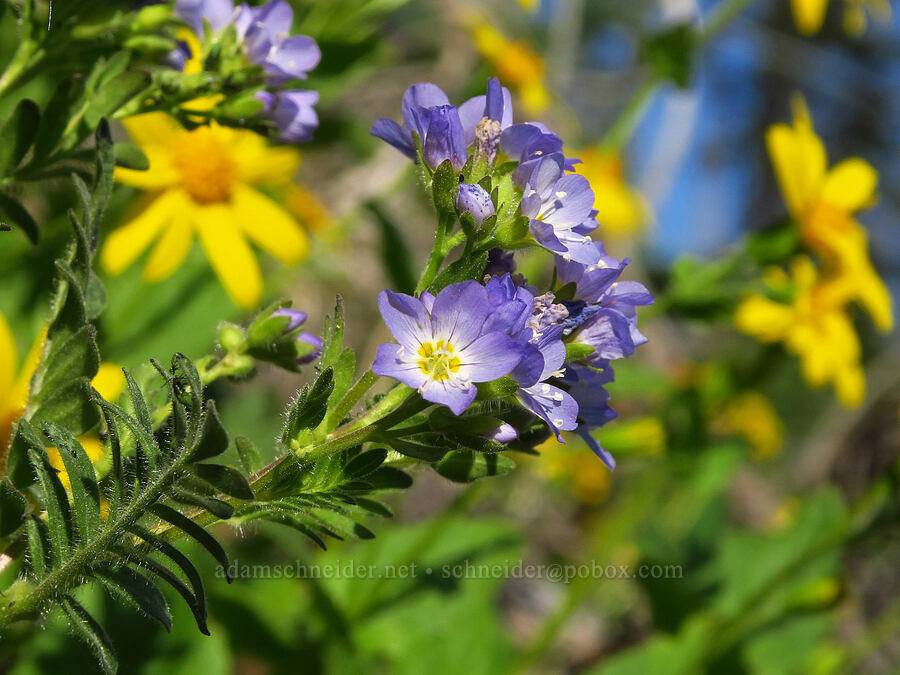 California Jacob's-ladder & broad-leaf arnica (Polemonium californicum, Arnica latifolia) [Table Mountain, Okanogan-Wenatchee National Forest, Chelan County, Washington]