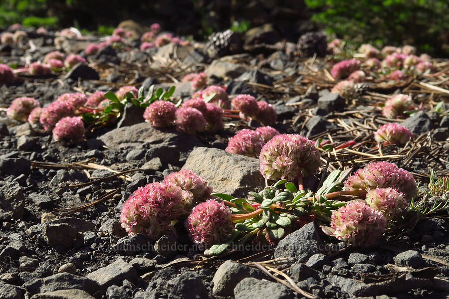 pussy-paws (Calyptridium umbellatum (Cistanthe umbellata)) [Table Mountain, Okanogan-Wenatchee National Forest, Chelan County, Washington]