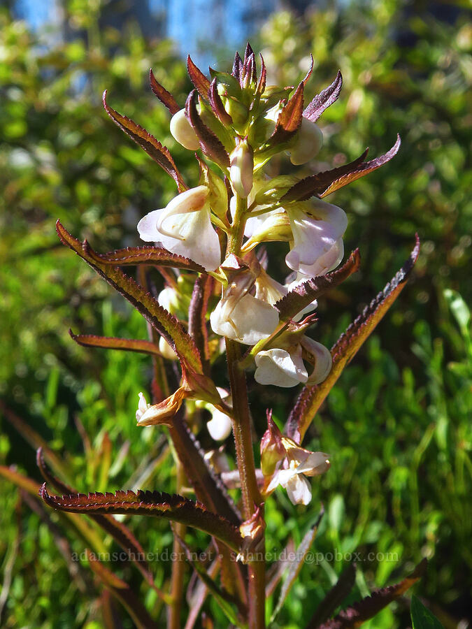 sickle-top lousewort (Pedicularis racemosa) [Table Mountain, Okanogan-Wenatchee National Forest, Chelan County, Washington]