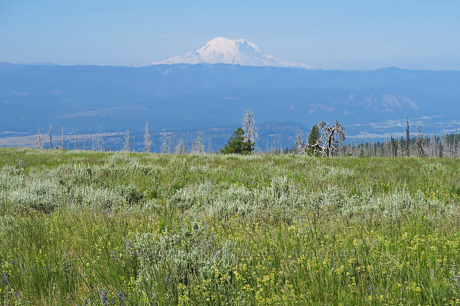 Mount Rainier, sagebrush, & wildflowers (Artemisia tridentata, Penstemon confertus, Lupinus sp.) [Table Mountain, Okanogan-Wenatchee National Forest, Chelan County, Washington]