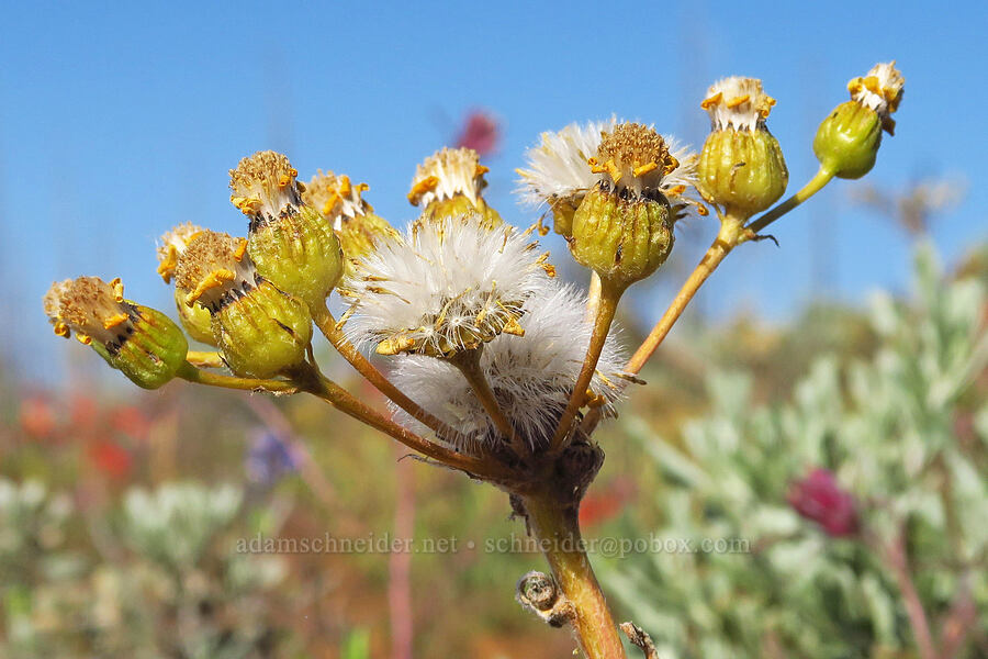 western groundsel, going to seed (Senecio integerrimus) [Table Mountain, Okanogan-Wenatchee National Forest, Chelan County, Washington]