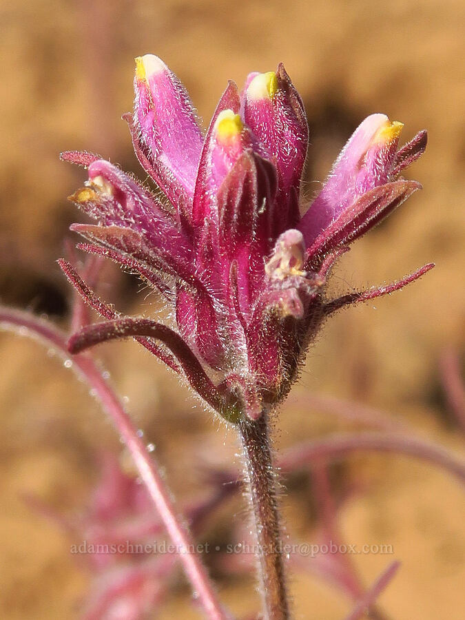 Yakima bird's-beak (Cordylanthus capitatus) [Table Mountain, Okanogan-Wenatchee National Forest, Chelan County, Washington]