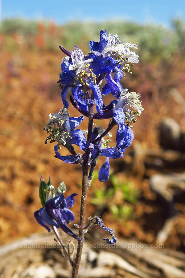 thin-petal larkspur, fading (Delphinium lineapetalum) [Table Mountain, Okanogan-Wenatchee National Forest, Chelan County, Washington]