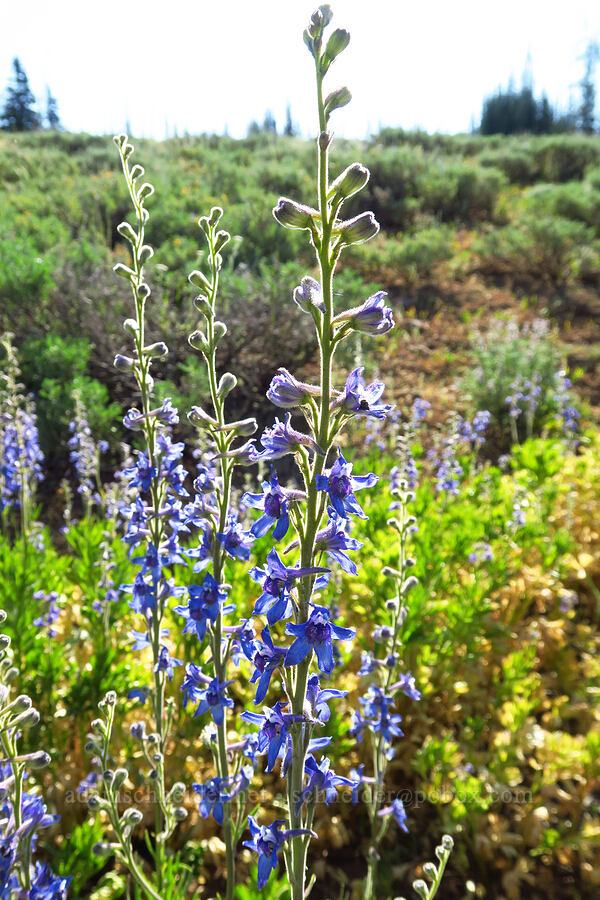 Kittitas larkspur (Delphinium multiplex) [Table Mountain, Okanogan-Wenatchee National Forest, Chelan County, Washington]