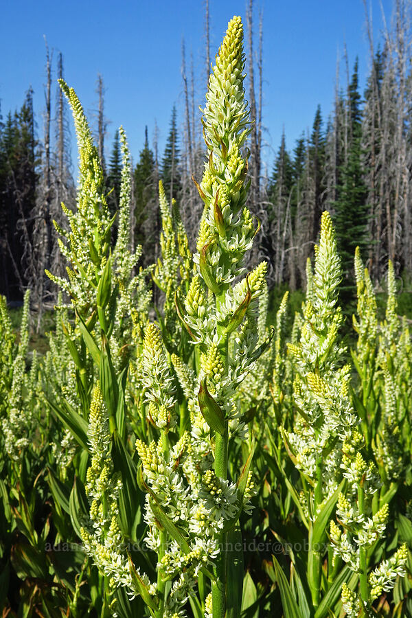 California corn lily (Veratrum californicum) [Table Mountain, Okanogan-Wenatchee National Forest, Chelan County, Washington]