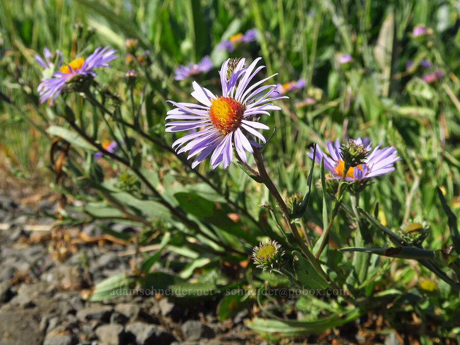 leafy-bract aster (Symphyotrichum foliaceum (Aster foliaceus)) [Table Mountain, Okanogan-Wenatchee National Forest, Chelan County, Washington]