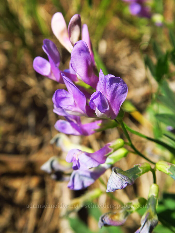 American vetch (Vicia americana) [Table Mountain, Okanogan-Wenatchee National Forest, Chelan County, Washington]