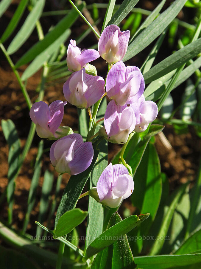 pea-vine (which?) (Lathyrus sp.) [Table Mountain, Okanogan-Wenatchee National Forest, Chelan County, Washington]