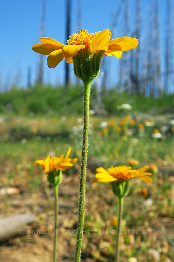 hairy arnica (Arnica mollis) [Table Mountain, Okanogan-Wenatchee National Forest, Chelan County, Washington]