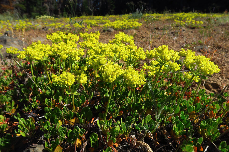 Kittitas sulphur-flower buckwheat (Eriogonum umbellatum var. hypoleium) [Table Mountain, Okanogan-Wenatchee National Forest, Chelan County, Washington]